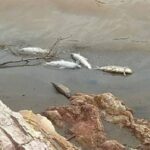 Botan pescado en el Rio Pilomayo y ambientalistas denuncian que pasaron del “SabalitoFest” a “La Depredación-Fest”