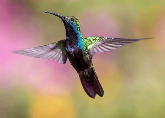 333_hummingbird-1854225_1280